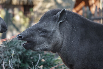 South American tapir