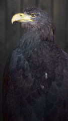 White-tailed eagle