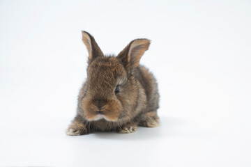 Fluffy rabbit in a basket with easter eggs isolated on white. Easter Bunnies.