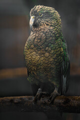 Kea