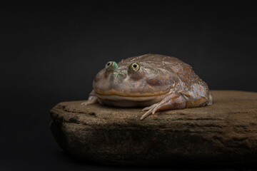 Budgett's frog resting on flat rock. Funny amphibian on dark background. Exotic pet in studio....