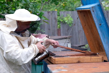 Care of the hive, bees. Collection of honey. The life of bees.