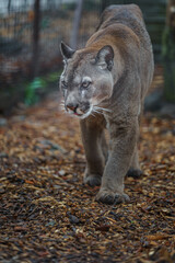 Cougar