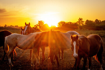 caballos en puesta de sol