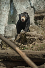 Sun bear