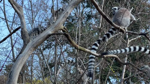 Ring-tailed lemur. Cute and funny lemurs against the blue sky. Stock video clip. 4K