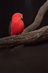 Australian king-parrot