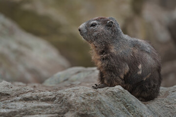 Alpine marmot
