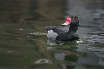 Rosy-billed pochard
