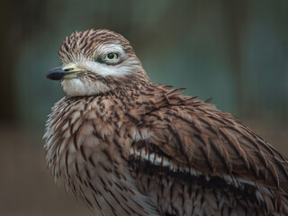 Eurasian Stone-curlew