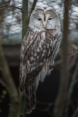 Ural owl