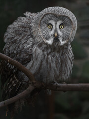 Great grey owl