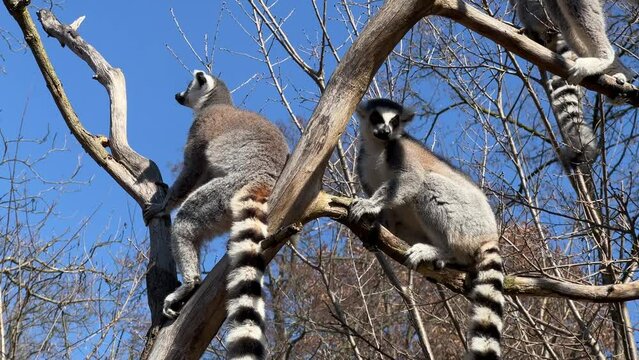 Ring-tailed lemur. Cute and funny lemurs against the blue sky. Stock video clip. 4K