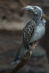 African Grey Hornbill