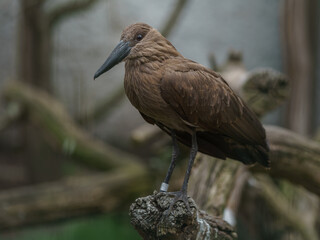 Hamerkop