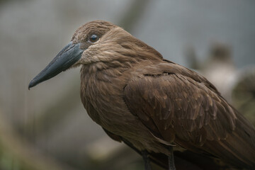 Hamerkop