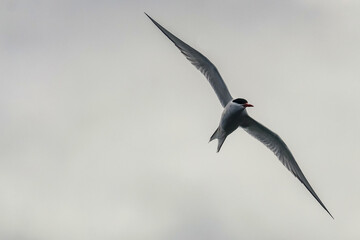 Beagle Channel, Ushuaia, Argentina