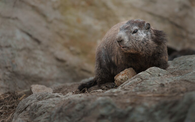 Alpine marmot