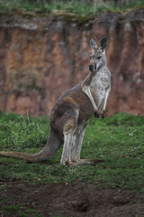Naklejka na ściany i meble Red kangaroo