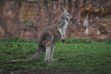 Red kangaroo