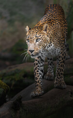 Sri Lankan leopard