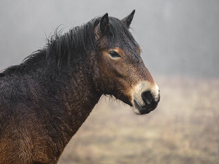 Fototapeta premium Exmoor pony