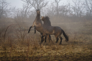 Exmoor pony