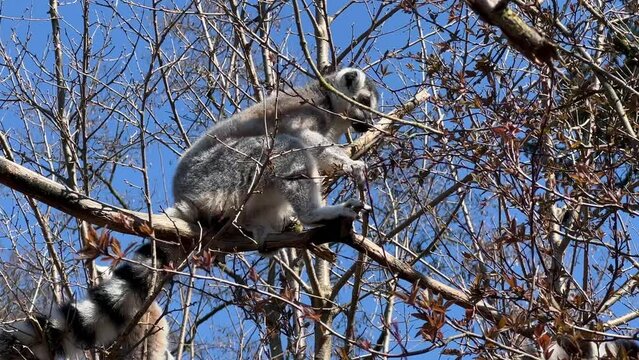 Ring-tailed lemur. Cute and funny lemurs against the blue sky. Stock video clip. 4K