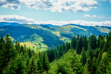 Fototapeta na wymiar green treetops at the top of the mountain, mountain landscape, travel. High quality photo