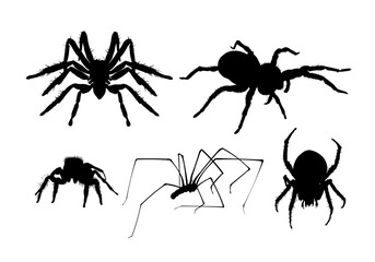 Set of spider silhouette isolated - vector illustration