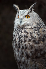 Eurasian eagle-owl