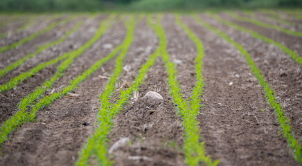 Corn emerging in the field. Small corn plants, saturated green in color. Moist and fertile soil in the field.