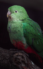 Australian king parrot