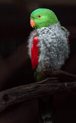 Red-winged parrot