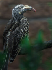 African Grey Hornbill