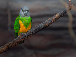 Senegal Parrot