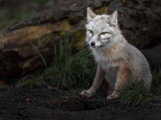 Corsac fox