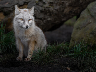 Corsac fox
