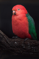Australian king parrot