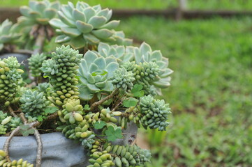 planta verde suculenta 