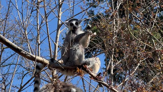 Ring-tailed lemur. Cute and funny lemurs against the blue sky. Stock video clip. 4K