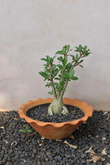 planta verde ornamental em vaso 