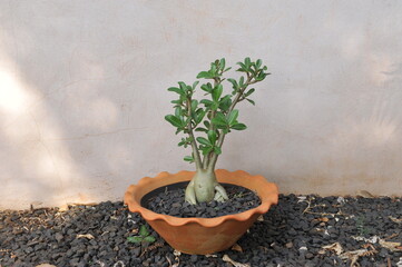 planta verde ornamental em vaso 
