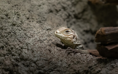 Cuban rock iguana