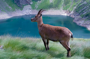 Alpine ibex (Capra ibex). In the background the lake Lago del Diavolo, Orobie ( Bergamo Alps ), Italy