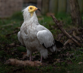Egyptian Vulture