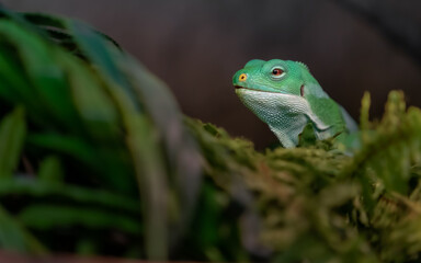 Fiji banded iguana