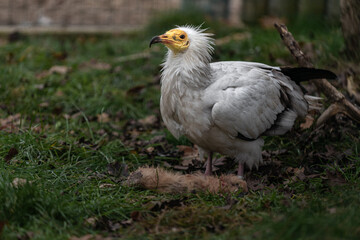Egyptian Vulture