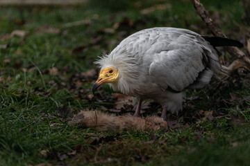 Egyptian Vulture