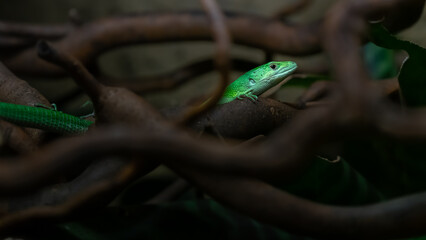 Green keel-bellied lizard